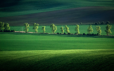 Obraz premium Green and gray spring field abstract background