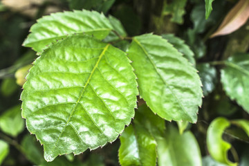 Close up of textured foliage