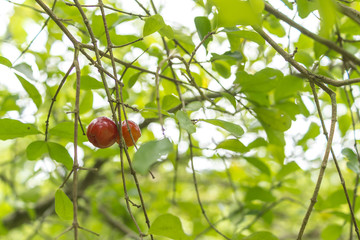 Acerola tree with branches and fruits
