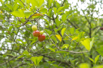 Acerola tree with branches and fruits