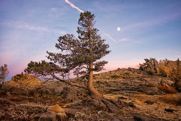 Lone Pine at Sunset