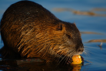 Beaver eating an apple on a river. Close up