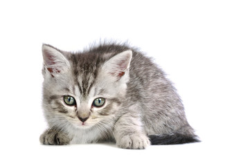 Fototapeta na wymiar Grau getigertes Kätzchen isoliert auf weißem Hintergrund