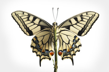 Obraz na płótnie Canvas machaon butterfly with open wings in, top view, isolated on white