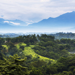 Mexico Jungle Landscape