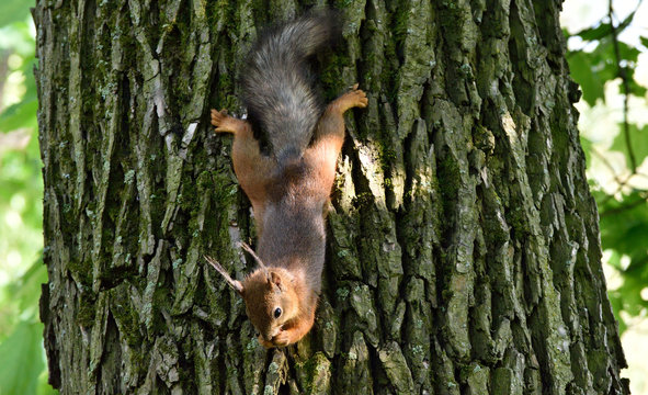 Red squirrel eating a nut on a tree