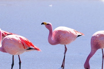 Laguna Hedionda flamingos, Bolivia