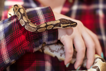 A woman is holding a small royal python in her hands. Snake close up. Contact zoo.