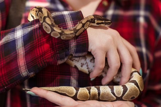 A woman is holding a small royal python in her hands. Snake close up. Contact zoo.