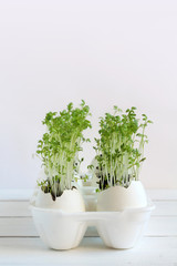 Green sprouts of salad in egg shells on on a white background