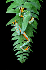 Tree frog walking on leaves