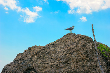 Fototapeta premium Sea bird Seagull sitting on a rock, against the blue sky