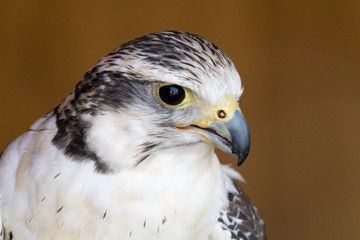 Bird of prey