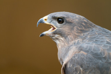 Common buzzard