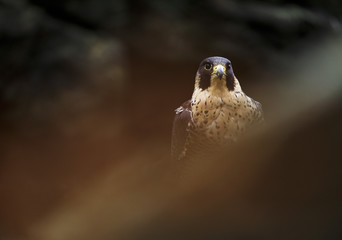Peregrine Falcon in autumn forrest