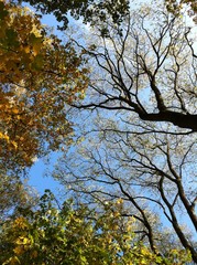 baum