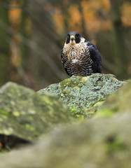Peregrine Falcon in autumn forrest