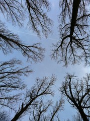 baum