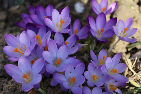 Früling Bilder – Durchsuchen 205 Archivfotos, Vektorgrafiken und Videos ...