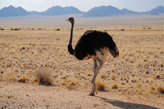 Strau&szlig; in Afrika