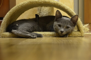  Russian blue breed cat silver color is in the house.