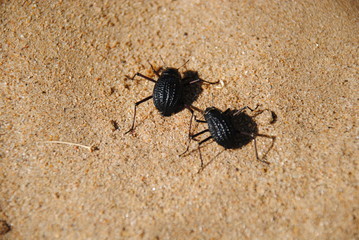 2 Käfer in Afrika