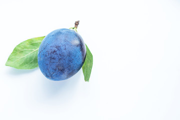 Plum tree with green leaves on white background