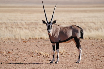 Oryx in Afrika