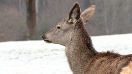 Red deer, Cervus elaphus, single young female in velvet