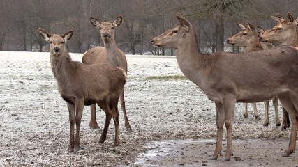 Red deer, Cervus elaphus, single young female in velvet