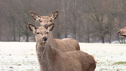 Red deer, Cervus elaphus, single young female in velvet