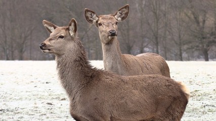 Red deer, Cervus elaphus, single young female in velvet