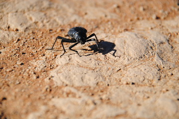 Käfer in der Wüste Namibias