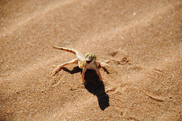 Swakopmund Namibia Eidechse