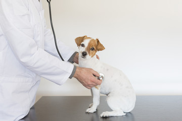 young veterinarian woman examining a cute small dog by using stethoscope, isolated on white background. Indoors