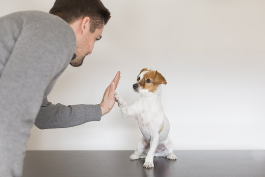 young man playing with his cute small dog. handshake between man and dog - High Five - teamwork. Pets indoors, love for animals concept