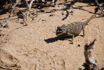 Swakopmund Namibia Chamäleon
