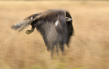 Golden eagle in flight