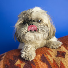 Shih Tzu Perks Sitting Perky atop Colorful Rub with Blue Background