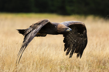 Golden eagle in flight