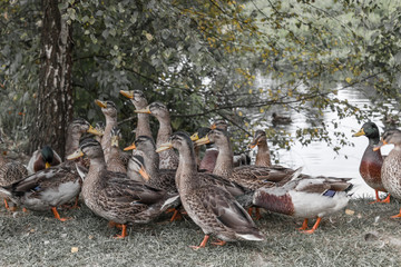 Goose herd, South Bohemia, Czech republic