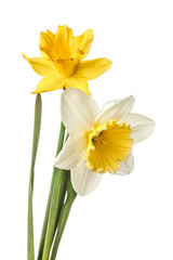 Fototapeta na wymiar Pair of narcissus flower isolated on a white background