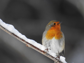 Robin sitting on a branch