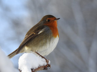 Robin sitting on a branch
