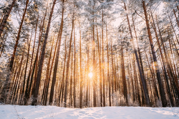 Beautiful Sunset Sunrise Sun Sunshine In Sunny Winter Snowy Coniferous