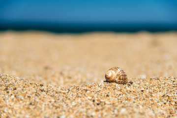 Fototapeta na wymiar Shell in the sand on the beach - consept of holidays and vacation