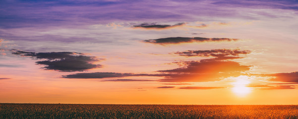 Panorama Of Eared Wheat Field,  Summer Cloudy Sky In Sunset Dawn