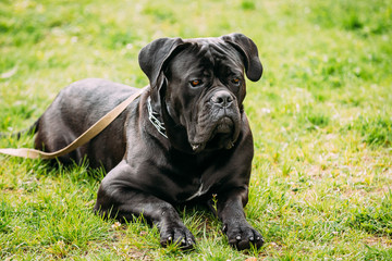 Black Young Cane Corso Dog Sit On Green Grass Outdoors. Big Dog 