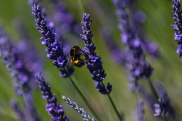 Lavender Field Provence Bee