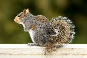 Naklejka na ściany i meble Grey Squirrel on Fence